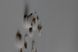 Гудзики білі рогові 25мм ПГ-100-40L фото 3