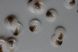 Гудзики білі рогові 25мм ПГ-100-40L фото 2